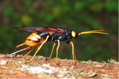 wood wasp