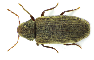 common furniture beetle