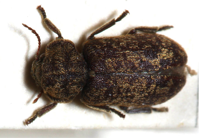 death watch beetle