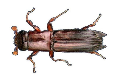 ambrosia beetle
