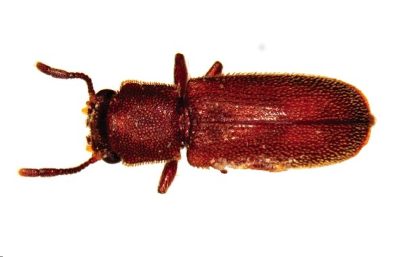 powder post beetle