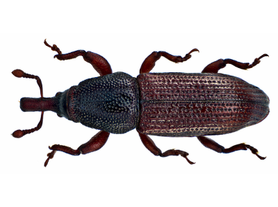 wood boring beetle