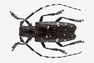 asian long horned beetle