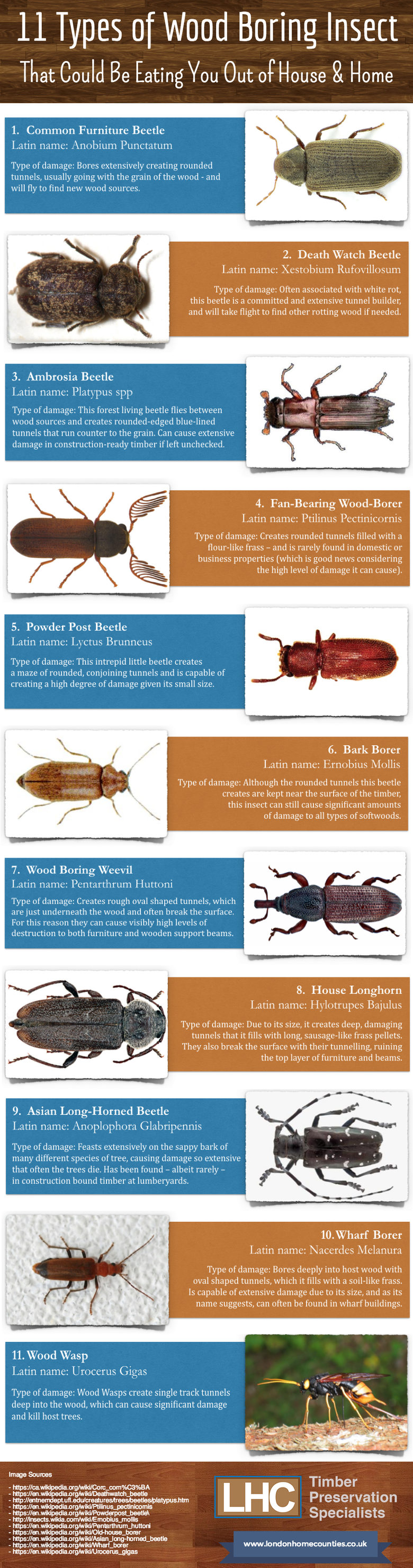 Woodworm Identification 11 Types Of Wood Boring Insect