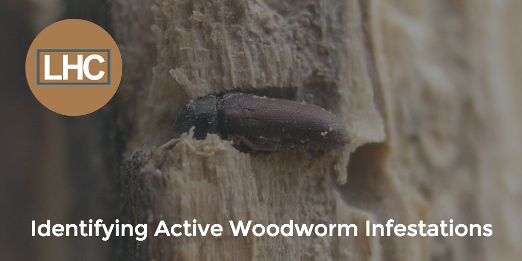 Active woodworm