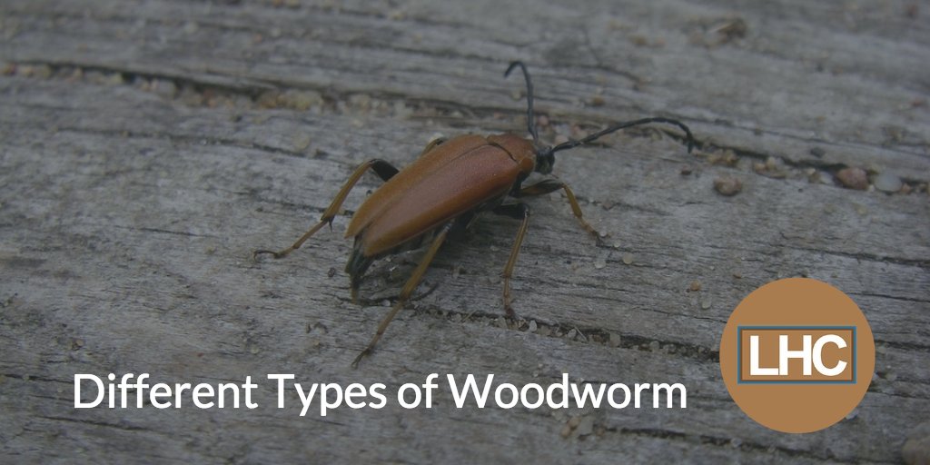 Types of woodworm