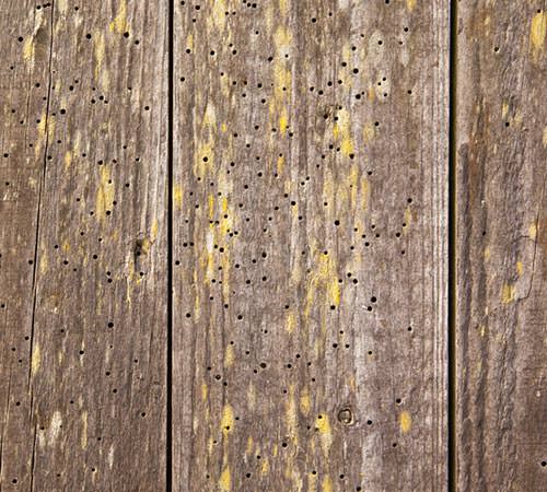 Timber Preservation & Woodworm Treatment, London, Surrey, Essex, Berkshire, Buckinghamshire, Hertfordshire, Sussex