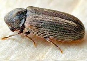 Common furniture beetle