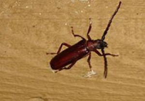 House longhorn beetle