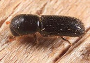 Wood boring weevil